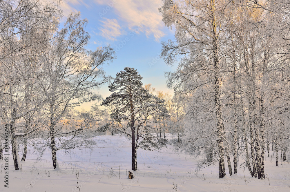 Sunrise in the winter forest