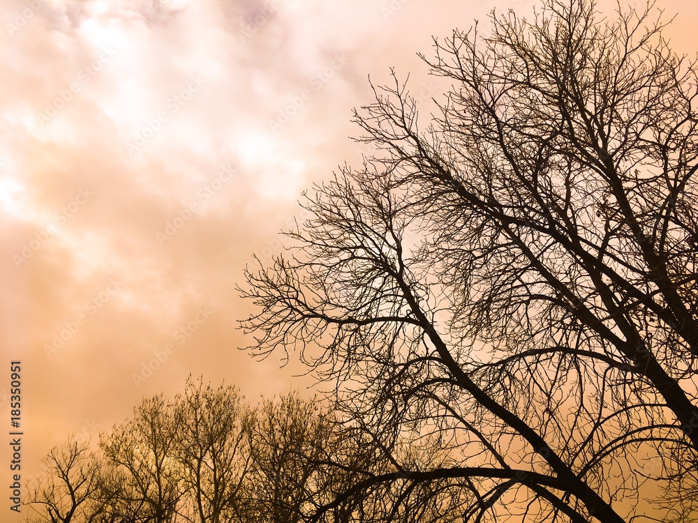 Romantic photo with gold sky and trees Romantic photo with gold sky and trees