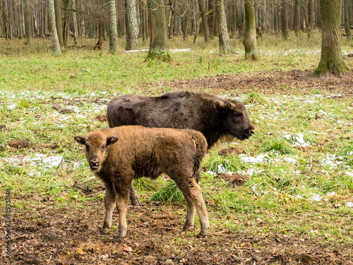 Young European bisons (Bison bonasus), also known as wisent or the European wood bison, is a Eurasian species of bison. Russia