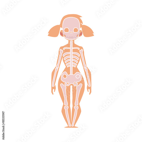 Educational anatomy chart infographics of human skeleton, female body, cartoon vector illustration isolated on white background. Human skeleton, anatomy chart for kids with female body