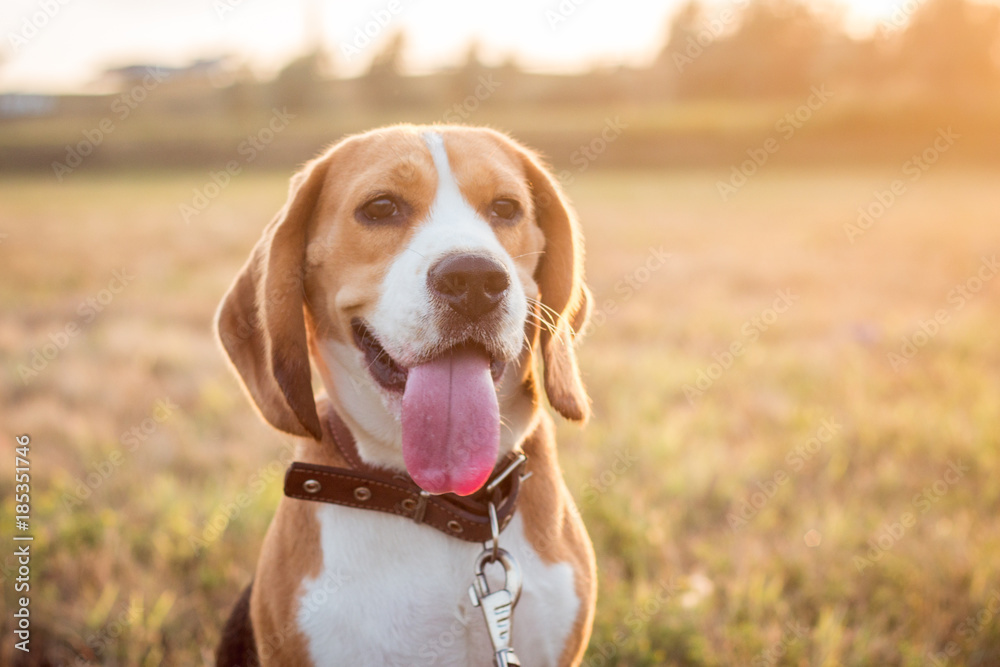 Cute beagle dog stuck out his tongue