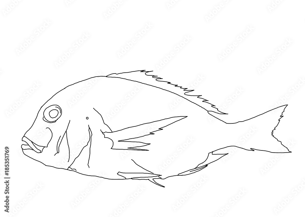 Fototapeta premium 鯛