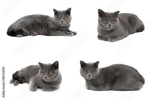cat with yellow eyes lying on a white background