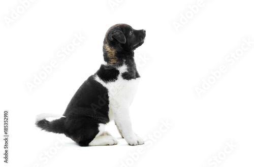 Close-up of black and white american akita s puppy is siting on the white studio background, A puppy is very fluffy and cute. It s a symbol of the next 2018 Earth Dog s year