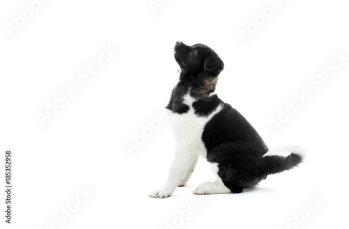 American akita puppy is sitting on the white background and looking up on something. It s fur has black and white spots and it s very fluffe. Nice symbol of the next 2018 year. Photo taken in studio.
