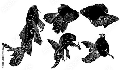 goldfish carp. goldfish carp vector isolated on white background