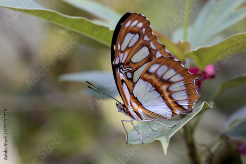 Fotografie Pracht Passionsfalter, Schmetterling, Philaethria dido