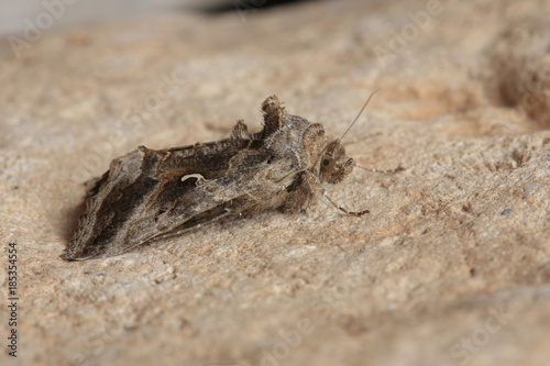 Gammaeule Schmetterling, Autographa gamma