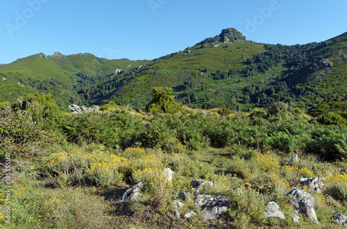 plantes et flore méditerranéenne dans la montagne de Costa verde en haute Corse