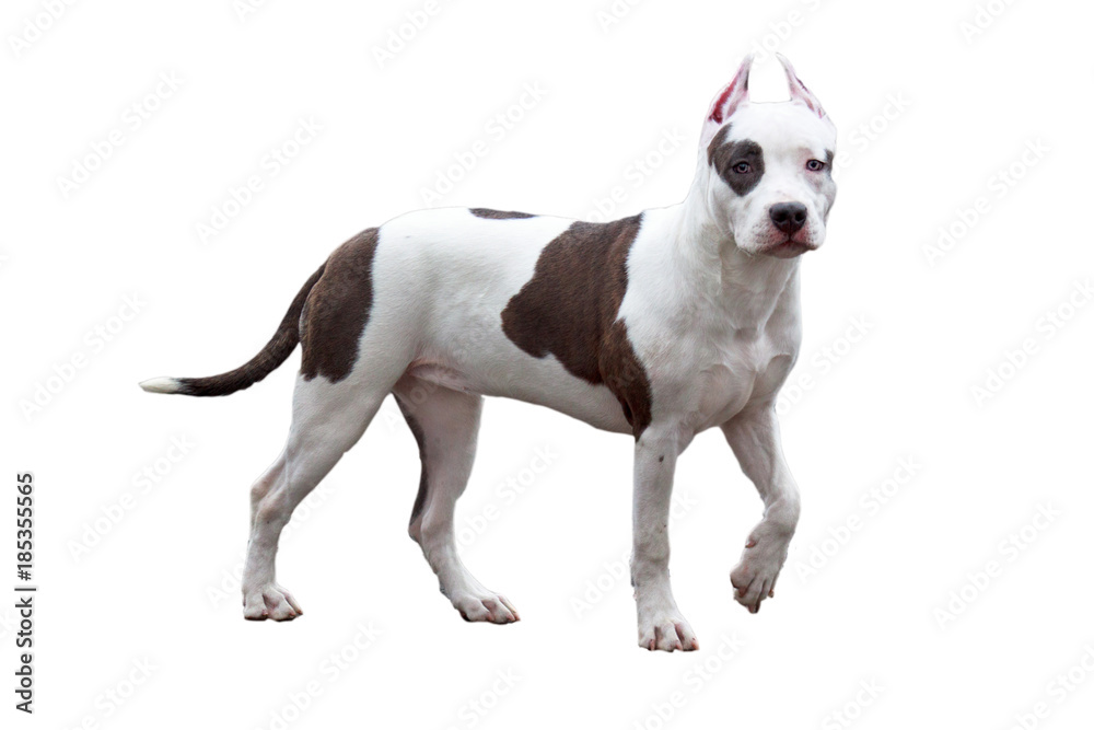 American staffordshire terrier puppy isolated on a white background. Pet animals.