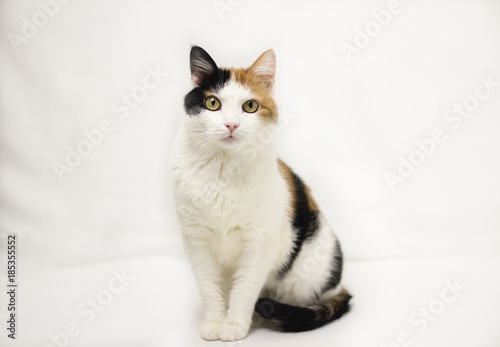 three-colored cat lies on a white background with a red heart