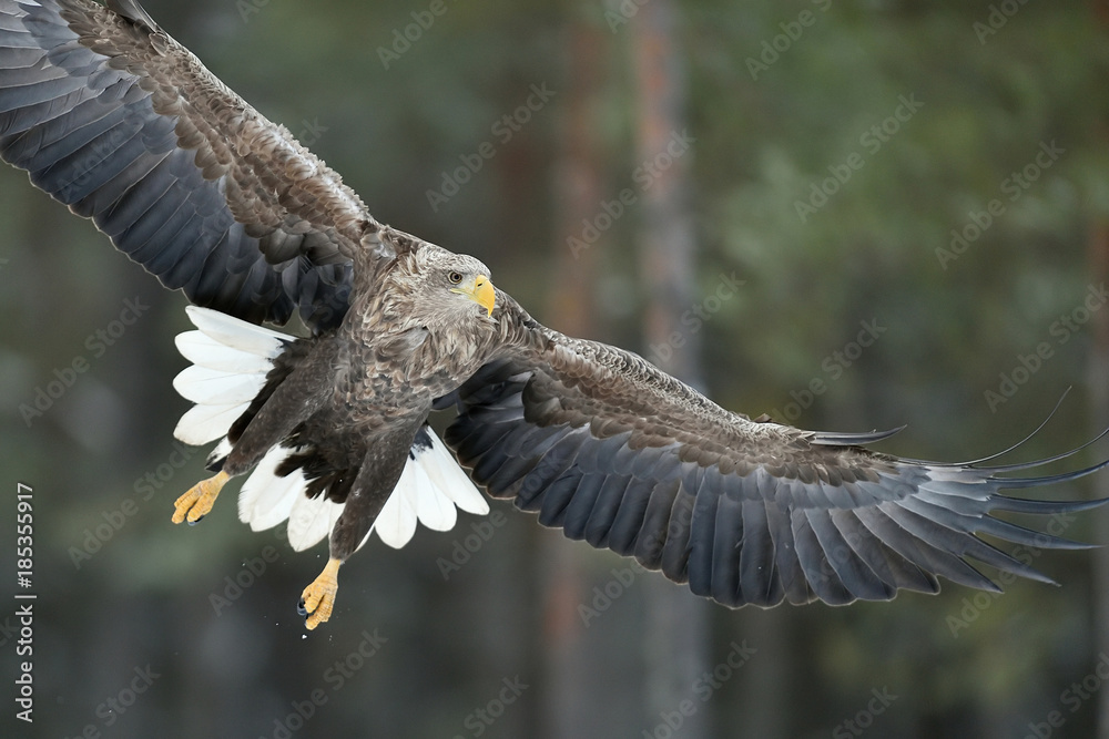 Obraz premium White-tailed Eagle in flight closeup. Eagle wings wide open. Eagle spread wings.