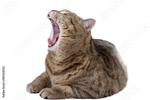 Yawning cat isolated on white background. Selective focus.