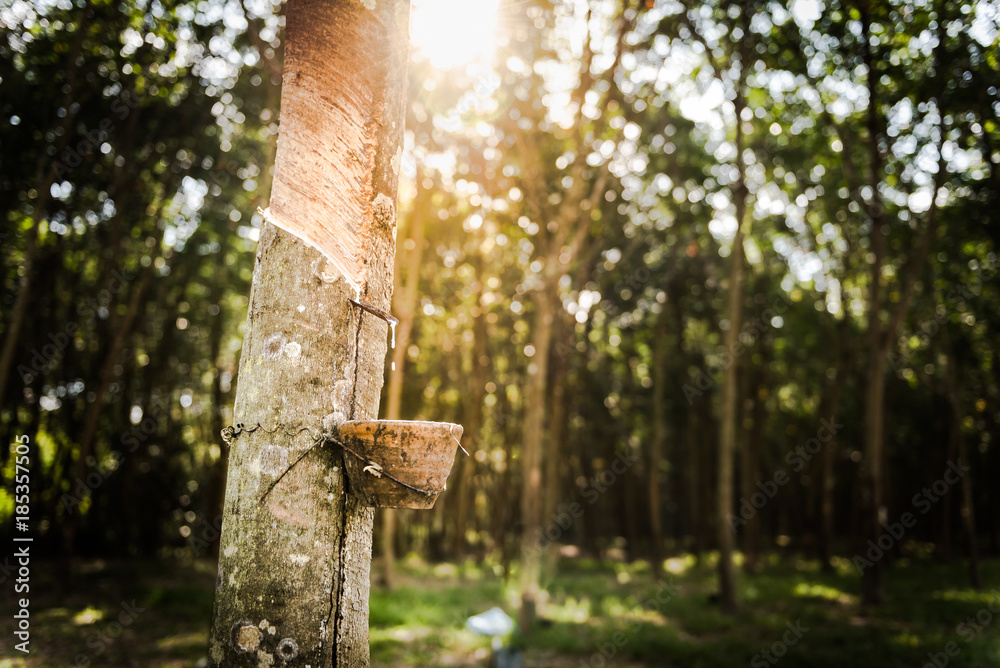 Tapping latex rubber tree, Rubber Latex extracted from rubber tree.