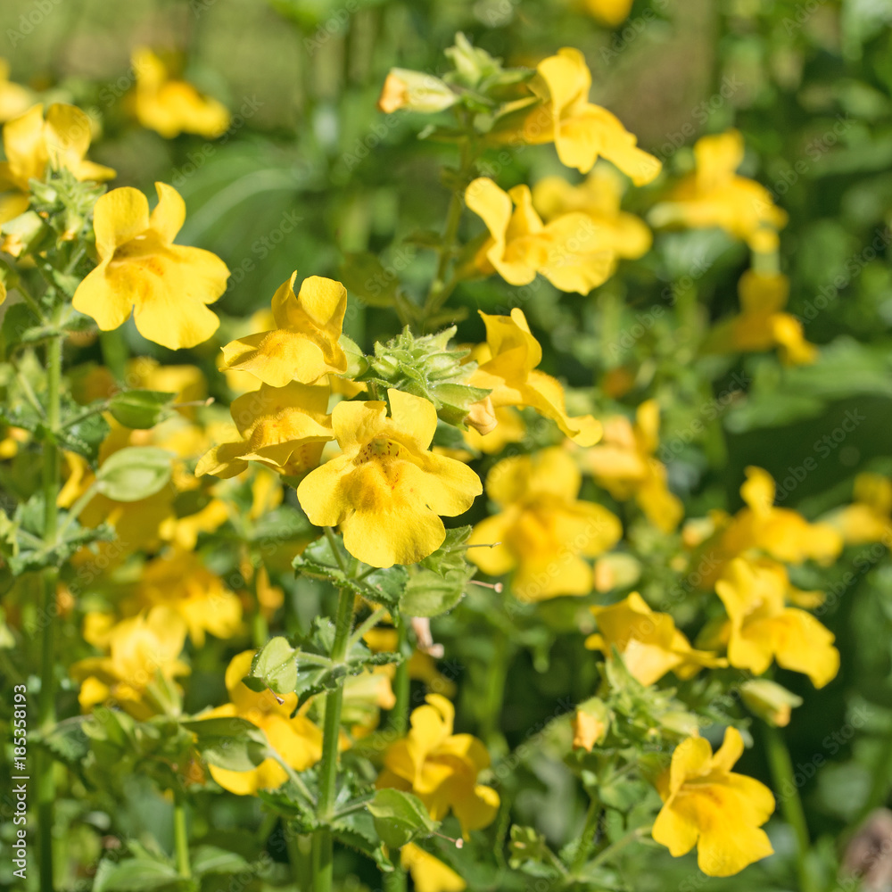 Gelbe Gauklerblume, Mimulus guttatus Gelbe Gauklerblume, Mimulus guttatus