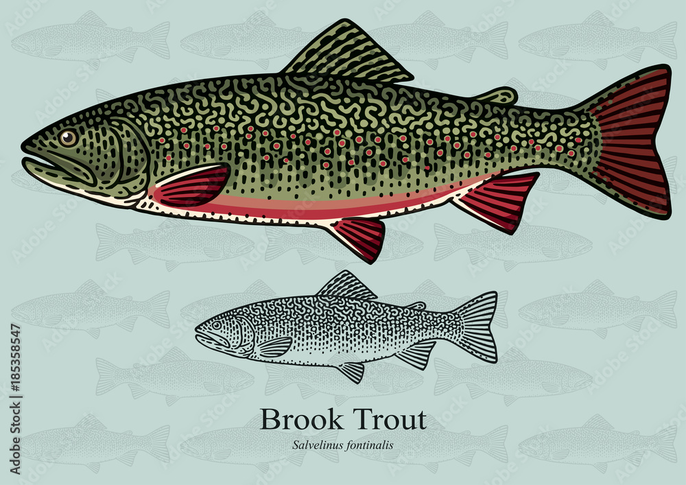 Obraz premium Brook Trout. Vector illustration for artwork in small sizes. Suitable for graphic and packaging design, educational examples, web, etc.