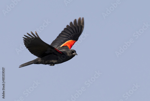 Male red-winged blackbird (Agelaius phoeniceus) flying, Galveston, Texas, USA.