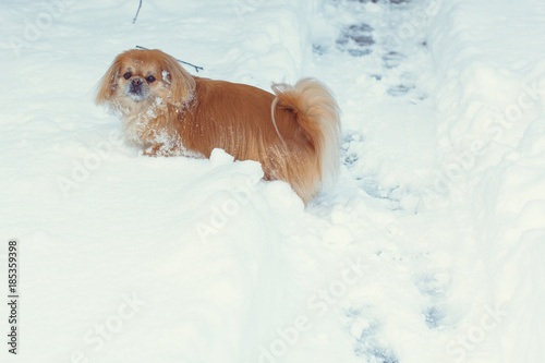 Golden pekingese walk at the snow in winter park. Walk in winter outdoors with little red pet on a yard. Best friend ever for human  photo