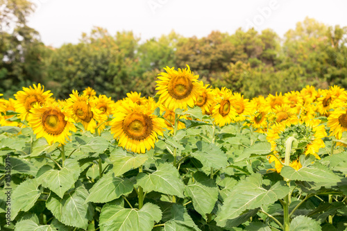 Closeup beautiful sunflowers garden natural background. Summer landscape.