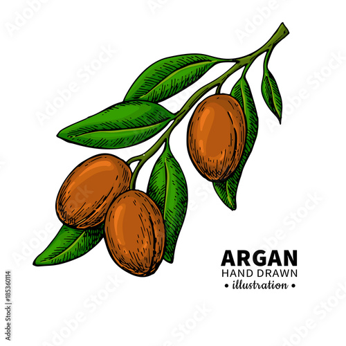Argan vector drawing.  Organic essential oil sketch.