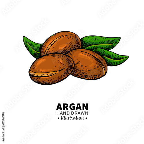 Argan vector drawing.  Organic essential oil sketch.