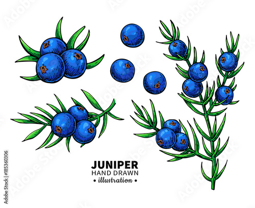 Juniper vector drawing. Isolated vintage  illustration of berry 