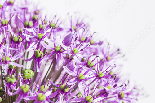 Close up of a purple sensation allium