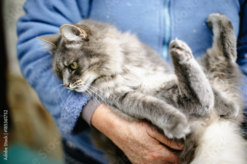 Grey cat lies on the hands