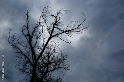 Silhouette of dead tree without leaves with the dark sky on background.