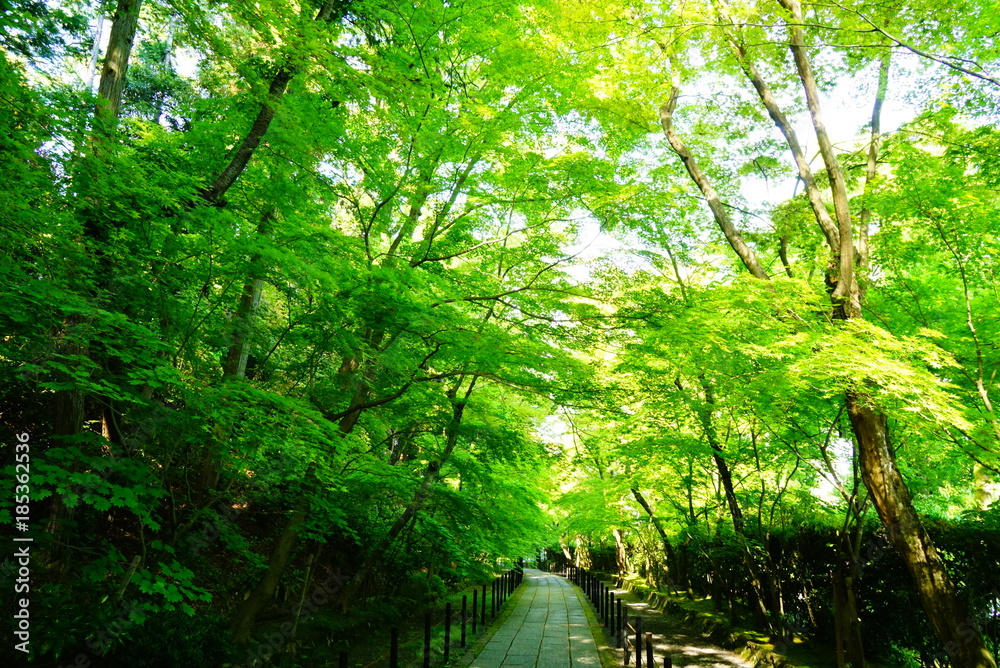 Naklejka premium 京都光明寺の青もみじ