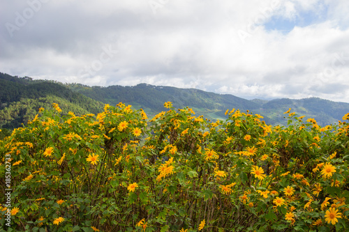 Mexican Sunflower(Bua Tong) hills of Doi Mae U-Kho in Khun Yuam district,Mae Hong Son,Northern Thailand.Blooming in November and December. © mickey_41