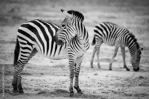 zebras from Amboseli national park, Kenya