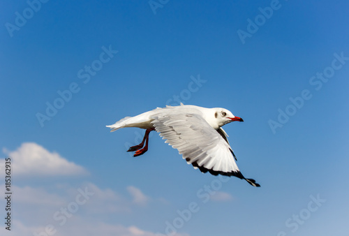 Brown-headed gulls in flight at Bang Poo,Samut Prakarn province,Thailand.