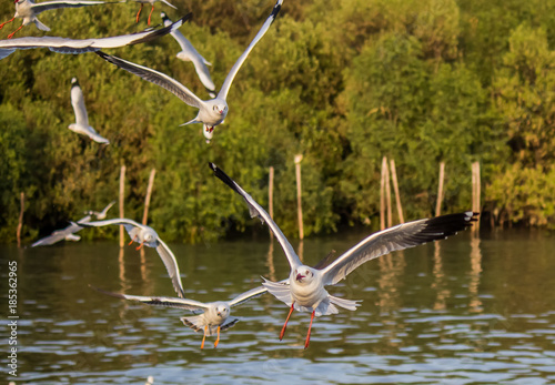 Brown-headed gulls in flight at Bang Poo,Samut Prakarn province,Thailand. photo