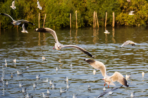 Brown-headed gulls in flight at Bang Poo,Samut Prakarn province,Thailand. photo