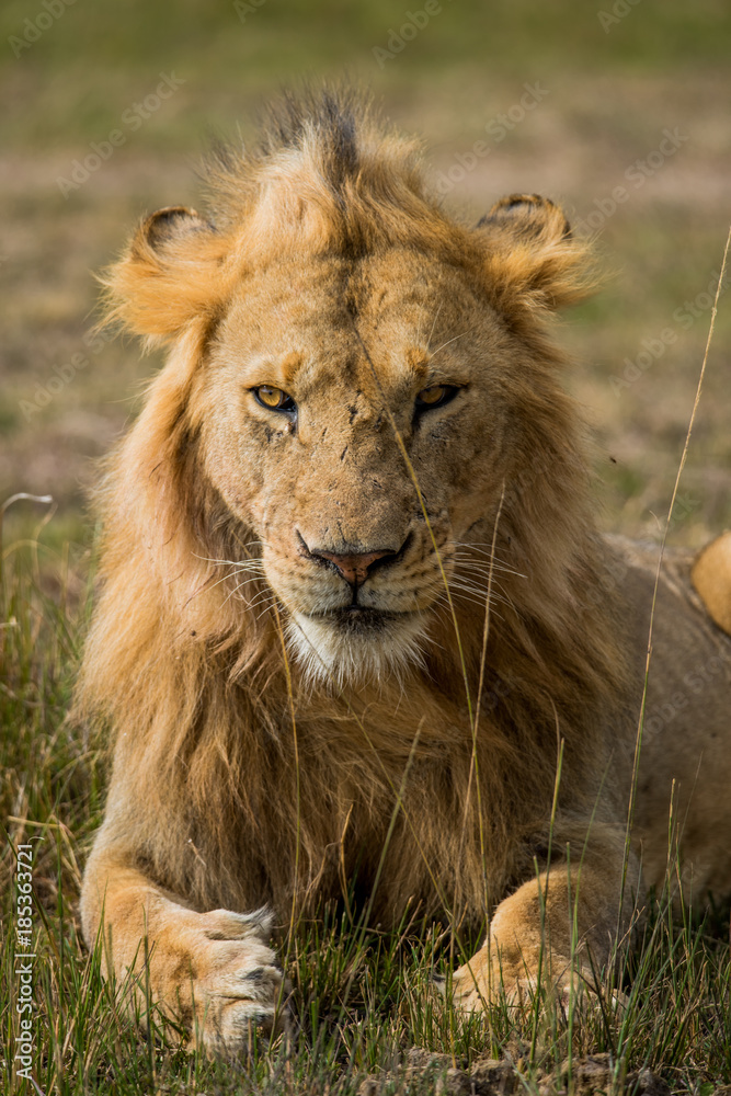 Obraz premium An African Lion at Masai Mara, Kenya
