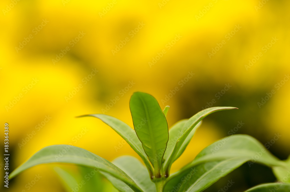 Green leaf blurry With green background Green leaf blurry With green background