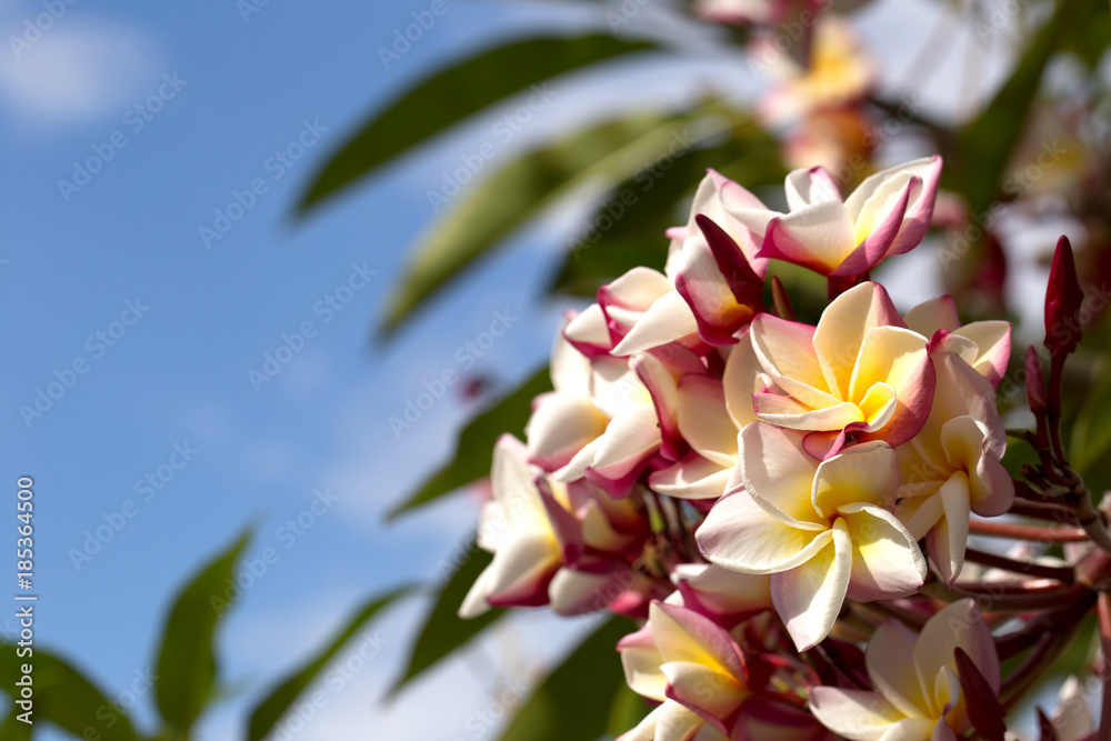 Colorful beautiful plumeria flowers in clear blue sky and white cloud in the background.