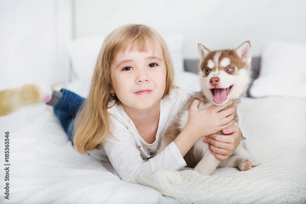 Happy Little girl lying on a bed and hugging with the puppy husky dog Happy Little girl lying on a bed and hugging with the puppy husky dog
