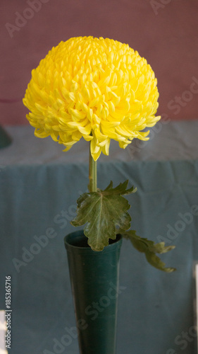 Chrysanthemum