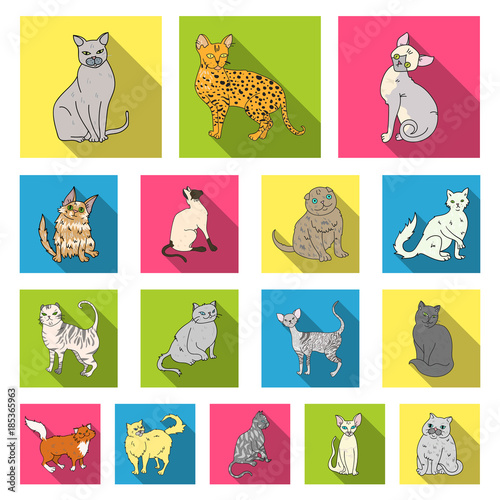Breeds of cats flat icons in set collection for design. Pet cat vector symbol stock web illustration.