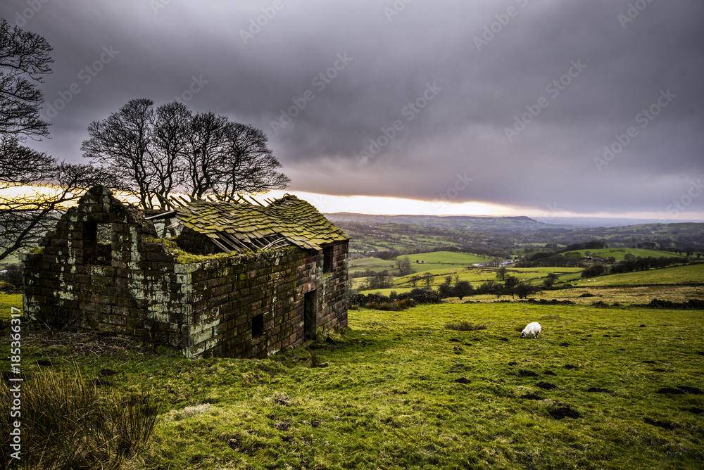 Sheep Grazing Around An Abandoned Farm At Sunset, The Roaches, Peak District National Park, Derbyshire, UK