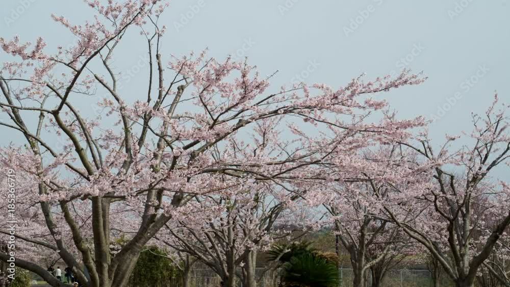千葉県 春 桜 さくらの山公園 narita international airport 千葉県 春 桜 さくらの山公園 narita international airport
