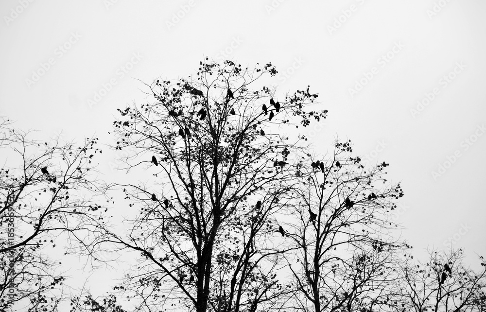 custom made wallpaper toronto digitalcrows roosting in a winter tree with white sky