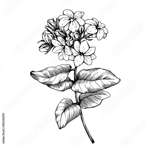 Graphic the branch of Jasmine plant (Jasminum sambac, Arabian jasmine) with flowers and leaves. Black and white outline illustration hand drawn work, isolated on white background.
