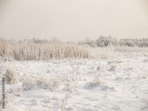 Wallpaper Mural Christmas fairy tale snow scenary. Hillocky fields or swamp. Winter cloudy landscape with snow on the ground and frost on reeds and branches of bushes. Torontodigital.ca