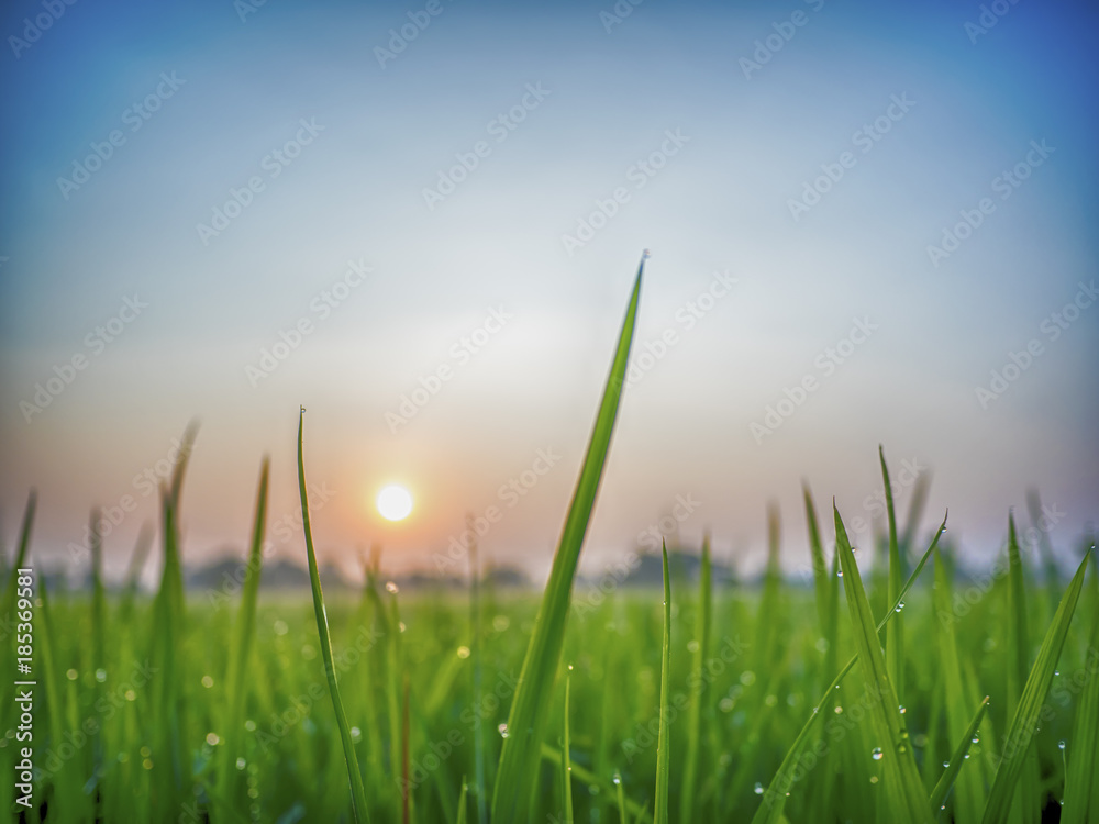 Obraz premium a selective focus picture of organic rice field in the morning sunrise sky