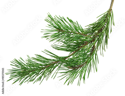 Pine branch is isolated without a shadow. Close-up. Christmas. New Year.