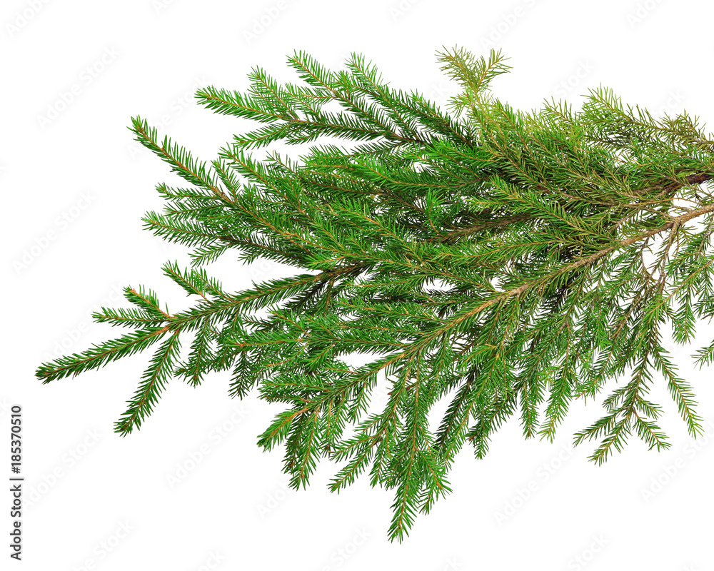 Obraz premium Fir branches isolation on white without shadows.