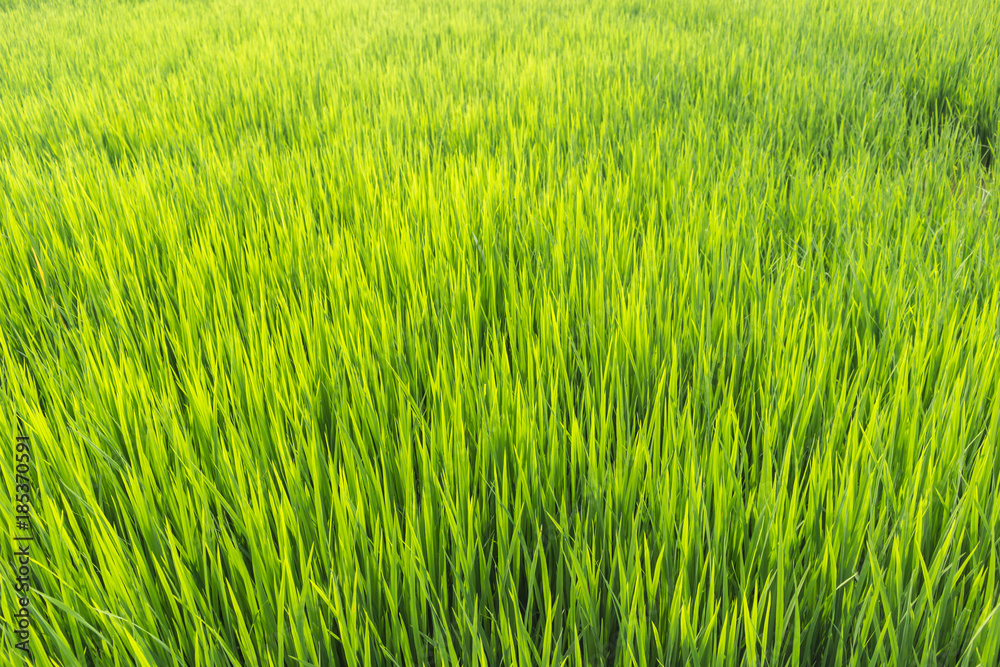 Green leaves of rice plant
